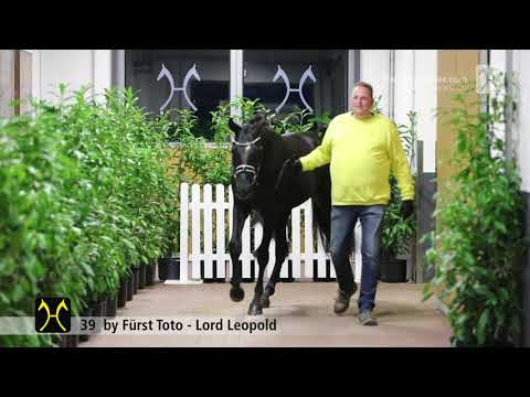 Verden Stallion Licensing 2021 - Dressage -  Nov. 4-6 - No. 39 Stallion by Fürst Toto - Lord Leopold