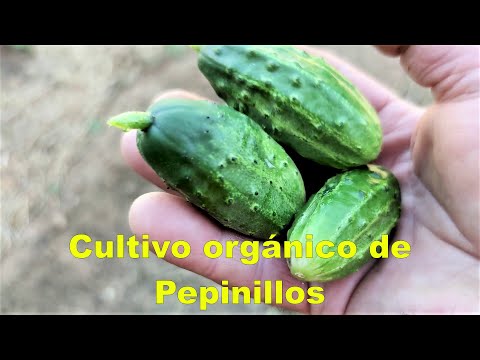 , title : 'Cultivo de Pepinillos en huerto orgánico.'