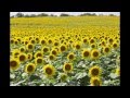 Sunflowers are picture perfect 