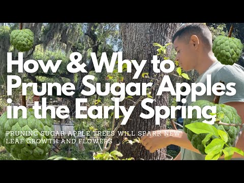 , title : 'How and Why to Prune Sugar Apple in Early Spring'