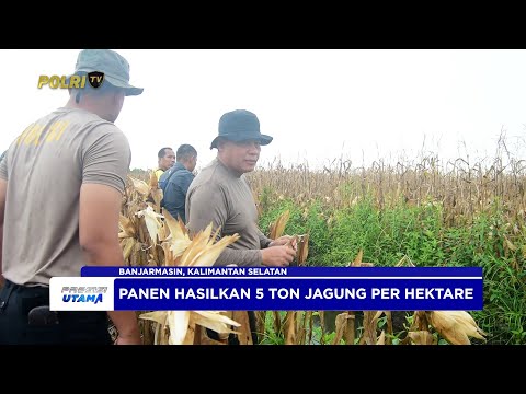 POLDA KALSEL PANEN 5 TON JAGUNG, DUKUNG KETAHANAN PANGAN