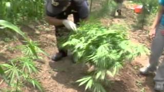 Mafiosos Controlan Todo Un Pueblo