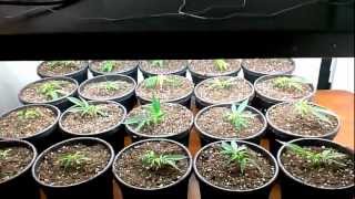 indoor green crack grow