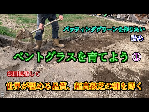 園芸 ベントグラス