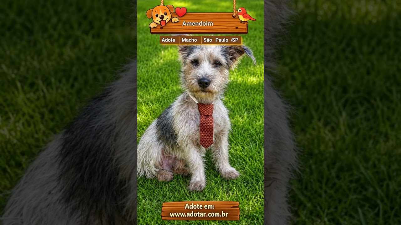 Cachorro raça SRD-ViraLata idade 1 ano nome Amendoim