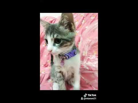 Miau miau miau,(tikTok)