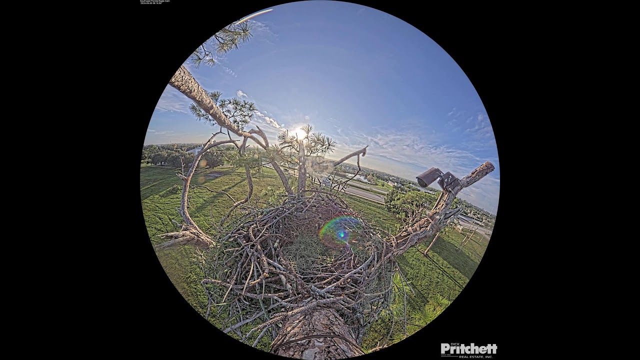 Southwest Florida Eagle Cam - Cam 360