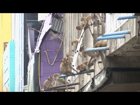 Video Thumbnail: 2.500 Affen attackieren Menschen - Beamte in Thailand starten Rettungsaktion