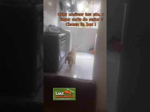 Quer Ensinar Teu Cão o Lugar Certo de Sujar? Adestramento em Belo Horizonte Quer Ensinar Teu Cão o Lugar Certo de Sujar? Adestramento em Belo Horizonte