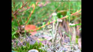 Natural Life Essence - Seeds and Spores [Full Album]