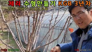 체리 수형만들기 KGB 3년차 (2021 전반기 비대면교육)