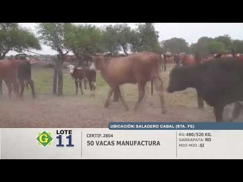 Lote 50 Vacas en Saladero Cabal (S.Fé)