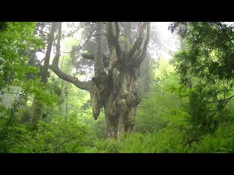 隠岐ユネスコ世界ジオパークの絶景・乳房杉