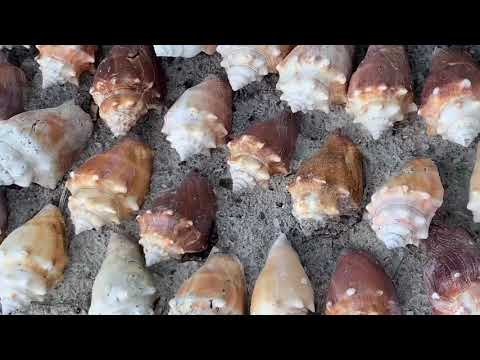 2021.05.23.SU. Upham Beach