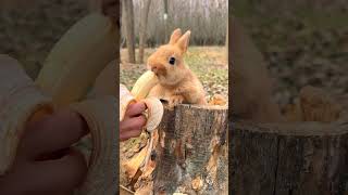 Le petit lapin qui aime manger des bananes animal de compagnie mignon plan de départ lapin pastoral animal de compagnie mignon