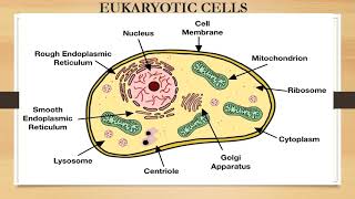 DIFFERENCE BETWEEN PROKARYOTES AND EUKARYOTES