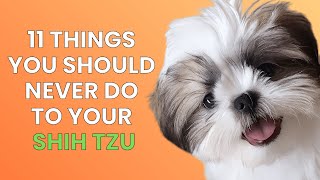 11 Mistakes Every Shih Tzu Owner SHOULD AVOID!