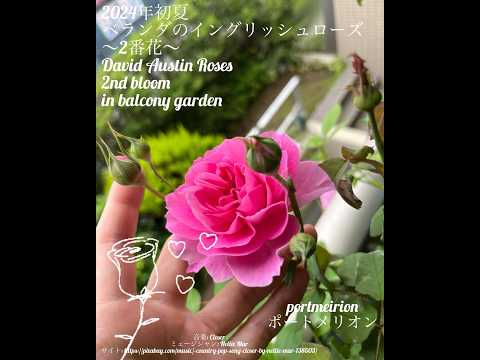 イングリッシュローズ「ヘリテージ」 植物