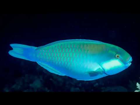 Exploitation of Parrot Fish Causes Negative Effects to Coral Colonies