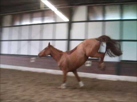 RAVELLA 5j. v. Belstaff - Rosario (Freispringen) VB 6000,- Euro