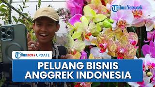 Bersaing dengan Bunga Impor, Petani di Batu Sukses Budidaya Anggrek Indonesia dengan Omzet Fantastis