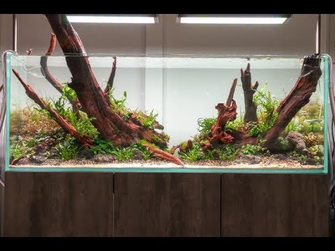 Filipe Oliveira Aquascaping Workshop at Aquarium Gardens
