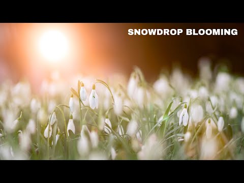 Time Lapse of Snowdrop Flowers Blooming