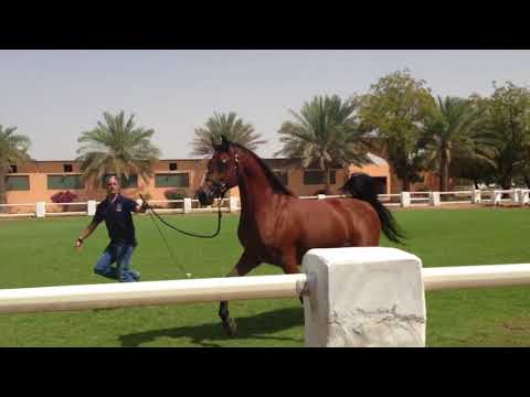 dl Marielle (Marwan Al Shaqab x RGA Kouress)