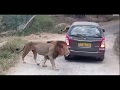 The Lion Ambush At Wildebeest Crossing