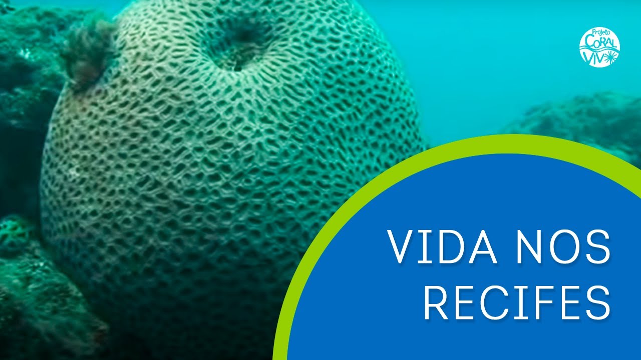 Vida nos Recifes