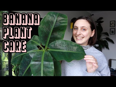 my top tips for growing BANANA PLANTS indoors 🪴 Musa Dwarf Care Tips & Tricks