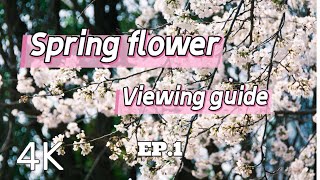 So beautiful! Go here to see flowers for free in spring🌸