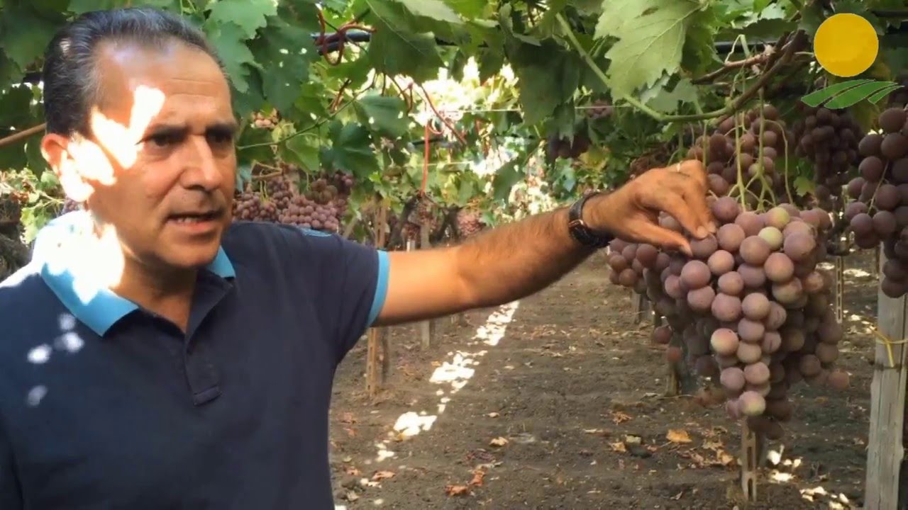 Uva da Tavola: Tradecorp incontra gli agricoltori - Ep. 4