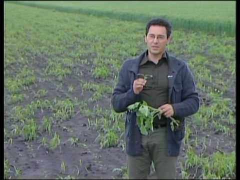 Prilog o upotrebi BASF preparata focus ultra koji distribuira Agromarket