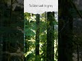 Nothing Gold Can Stay | By ROBERT LEE FROST | Soft-Spoken Female Voice Poetry Reading