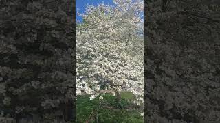 #blooming #dogwood #tree