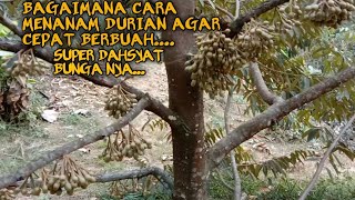 Download lagu Penting Nya Perawatan Pohon Durian Agar Cepat Berbuah mp3 Download lagu Penting Nya Perawatan Pohon Durian Agar Cepat Berbuah mp3