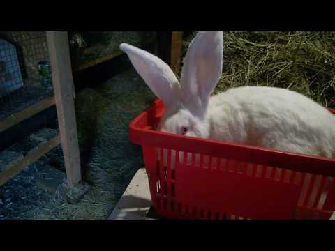 Взвесила своих Ризенов,еле еле подняла.