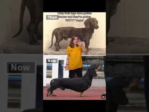 Dogs Today vs Dogs 100 Years Ago w OnlyJayus - #Shorts