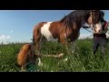 Юлия Коган - Лошадиная сила 