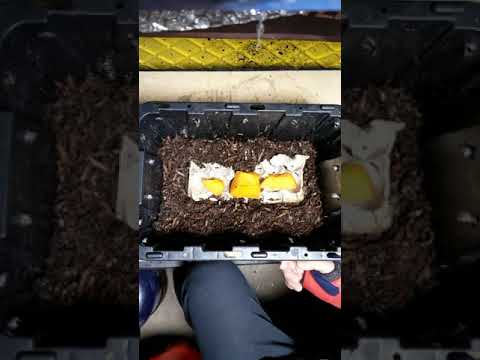 First feeding of the 7 gallons bin with 500 worms  Video 2 of the  ready to go colony