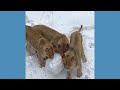 Lions play in snow in Pennsylvania - Video