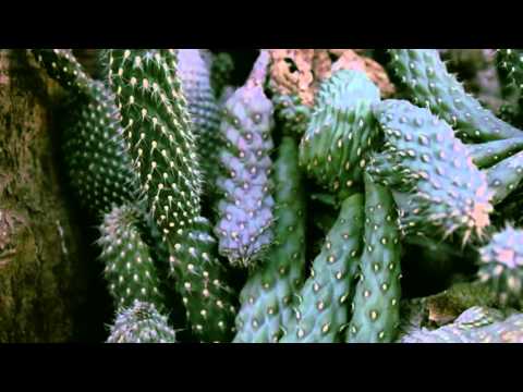 Robot95 - Robot - Ancioso Por Tu Aroma (Video Oficial)