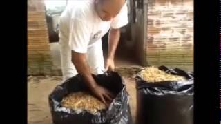 PRODUÇÃO silo em saco SILAGEM EM SACO