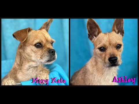 Mary Kate, an adopted Terrier & Puggle Mix in San Antonio, TX_image-1