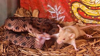 Pygmy Rattlesnake Has This Mouse Stretched Out!!! (Must SEE)