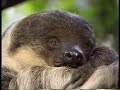 Sesame Street Sesame Street Creature Feature The Sloth