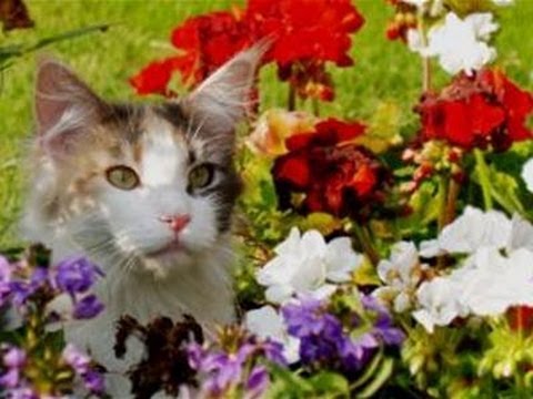 How To Deter Cats From Your Flower Beds