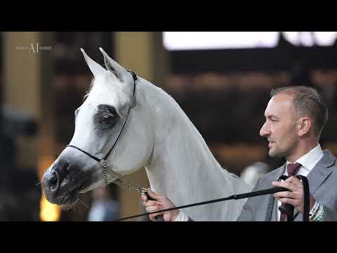 🌹 JUHAYNA AL NASSER 🌹 ⁣Ready for the Senior Mares Championship⁣, 2022 KIAHF PENINSULA CHAMPIONSHIP