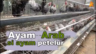 Download lagu Raising Arab chickens on a small plot of land, taking eggs every day mp3